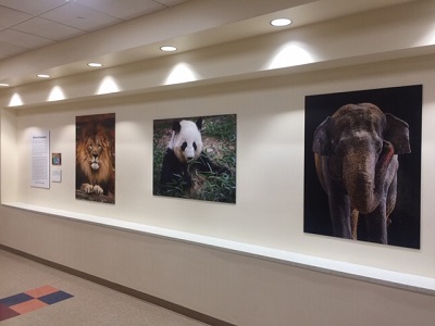 Pictures of animals hang in the Children's National Hospital art gallery.