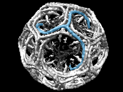 clatharin cage viewed by electron microscopy
