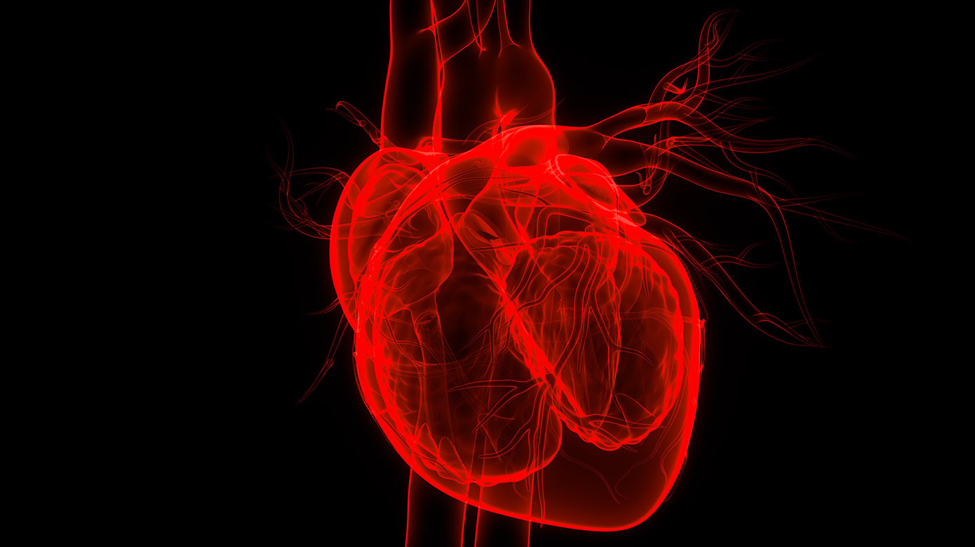 illustration of a human heart